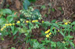 Wreath goldenrod